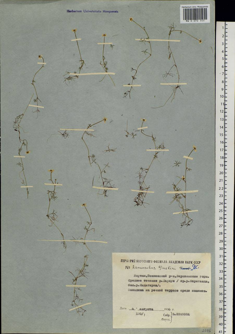 Ranunculus gmelinii DC., Siberia, Yakutia (S5) (Russia)