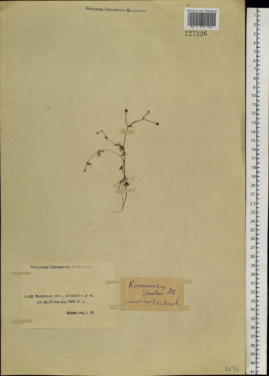 Ranunculus gmelinii DC., Siberia, Baikal & Transbaikal region (S4) (Russia)