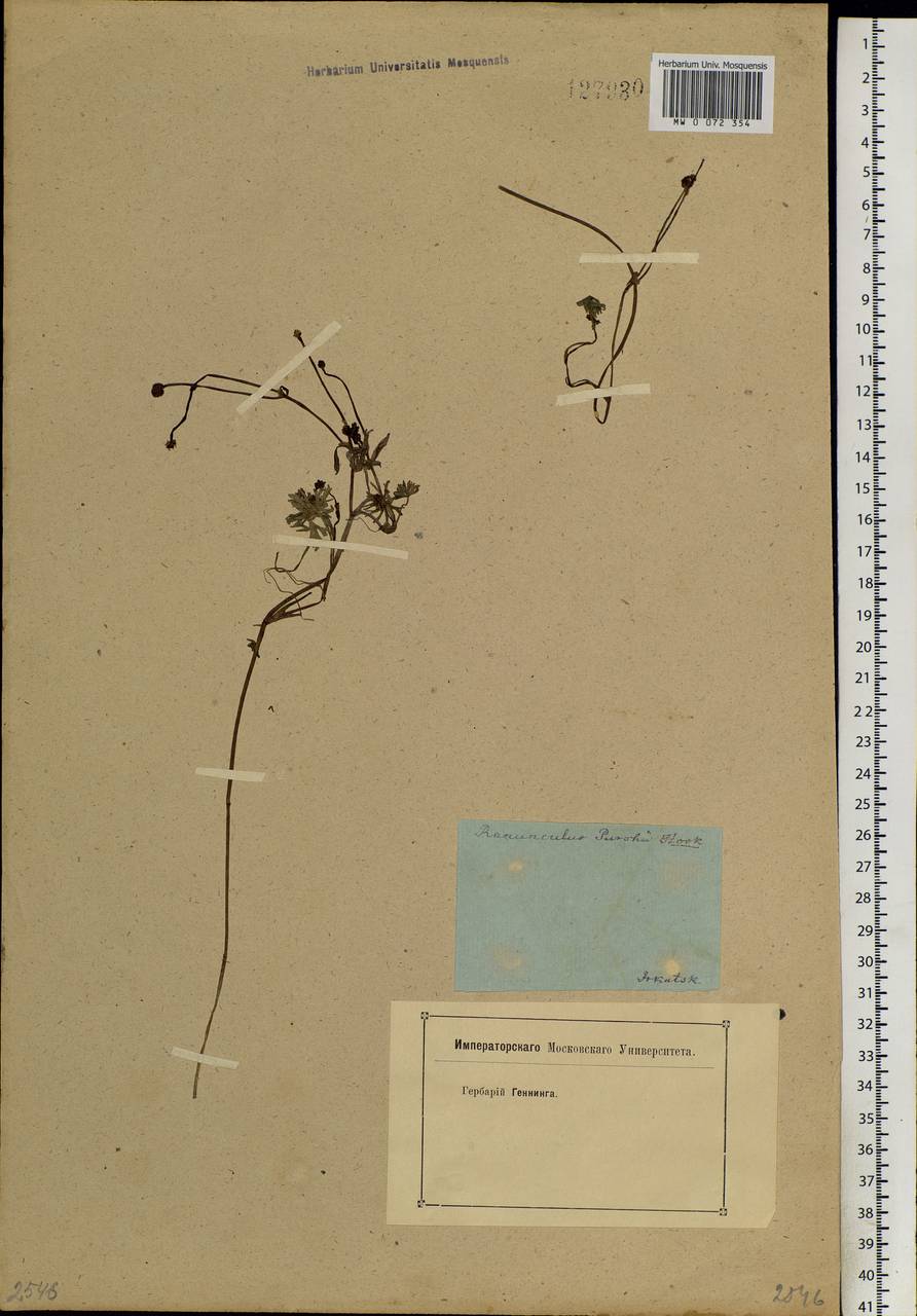 Ranunculus gmelinii DC., Siberia, Baikal & Transbaikal region (S4) (Russia)