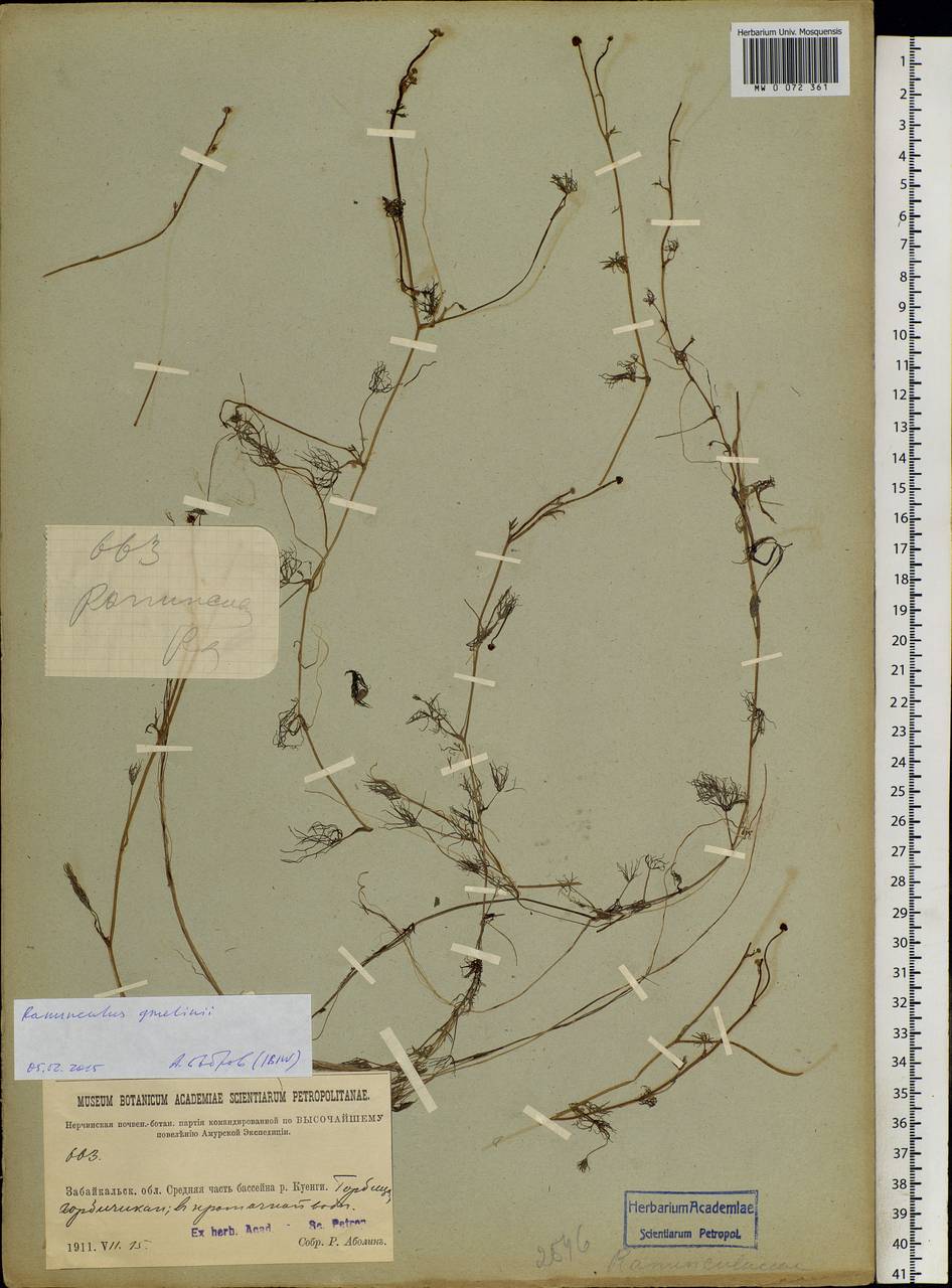 Ranunculus gmelinii DC., Siberia, Baikal & Transbaikal region (S4) (Russia)