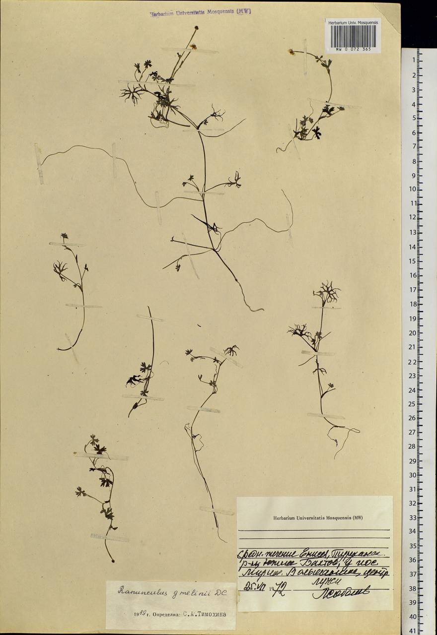 Ranunculus gmelinii DC., Siberia, Central Siberia (S3) (Russia)