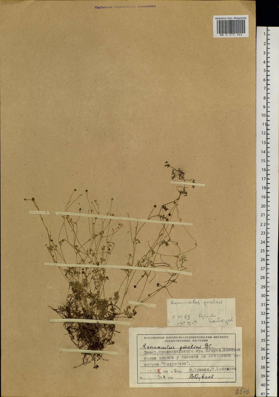 Ranunculus gmelinii DC., Siberia, Central Siberia (S3) (Russia)