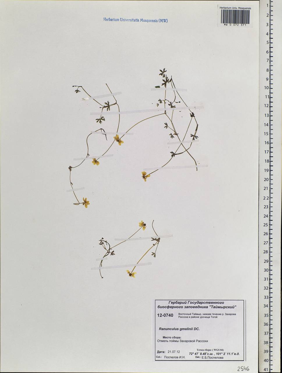 Ranunculus gmelinii DC., Siberia, Central Siberia (S3) (Russia)