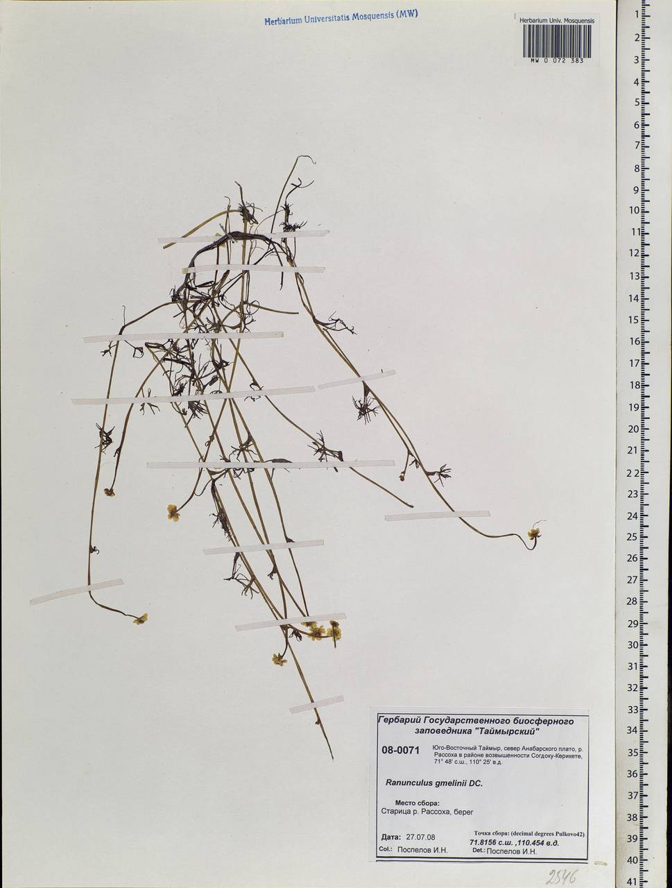 Ranunculus gmelinii DC., Siberia, Central Siberia (S3) (Russia)