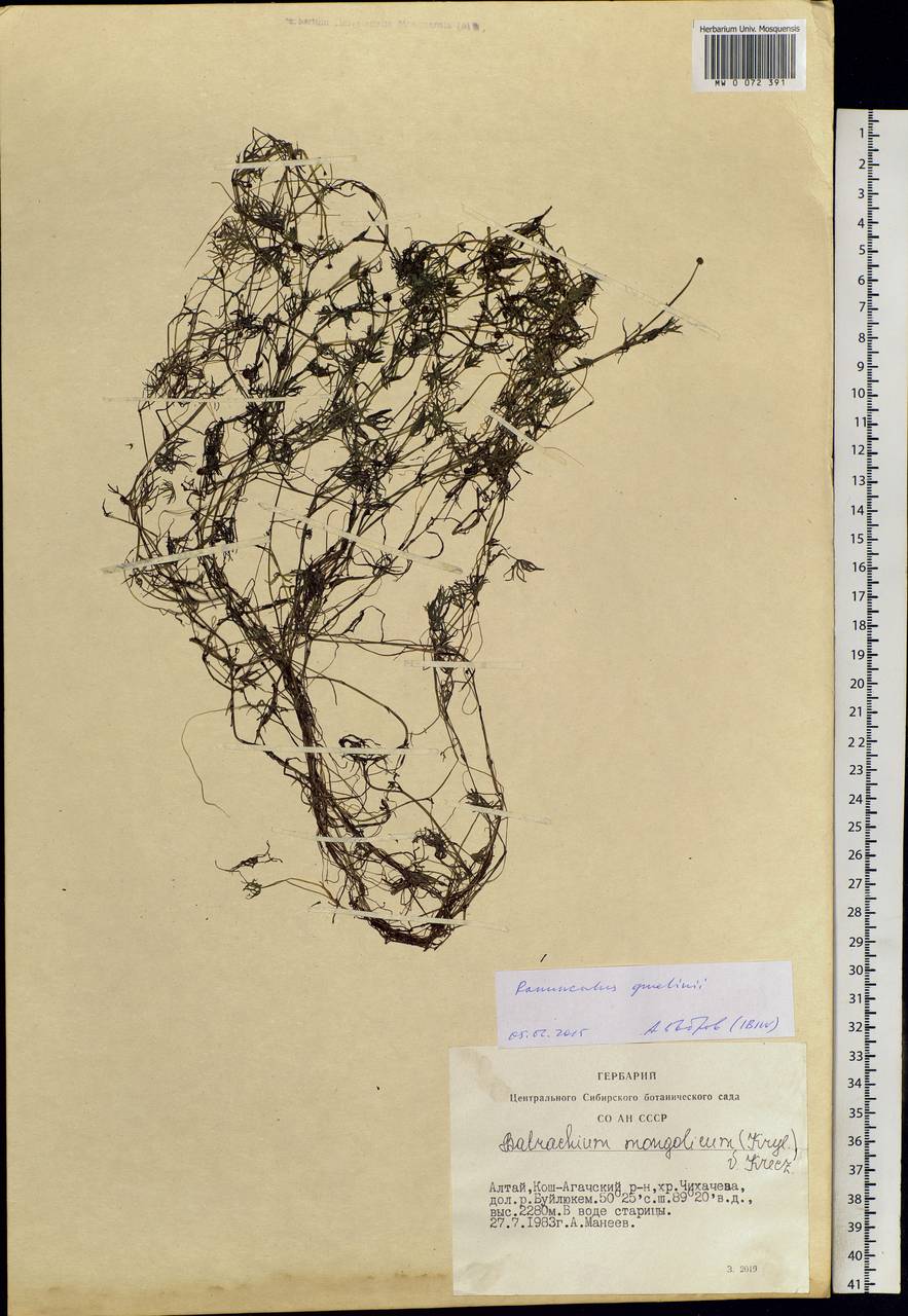 Ranunculus gmelinii DC., Siberia, Altai & Sayany Mountains (S2) (Russia)