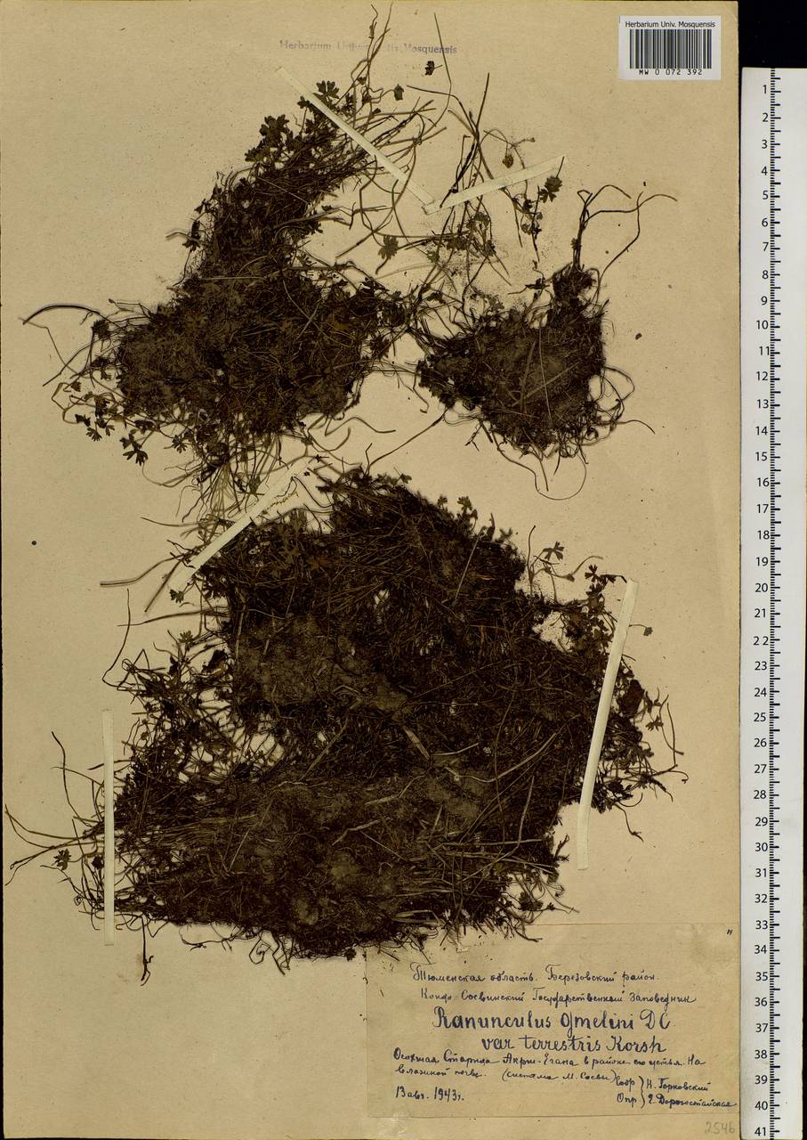 Ranunculus gmelinii DC., Siberia, Western Siberia (S1) (Russia)