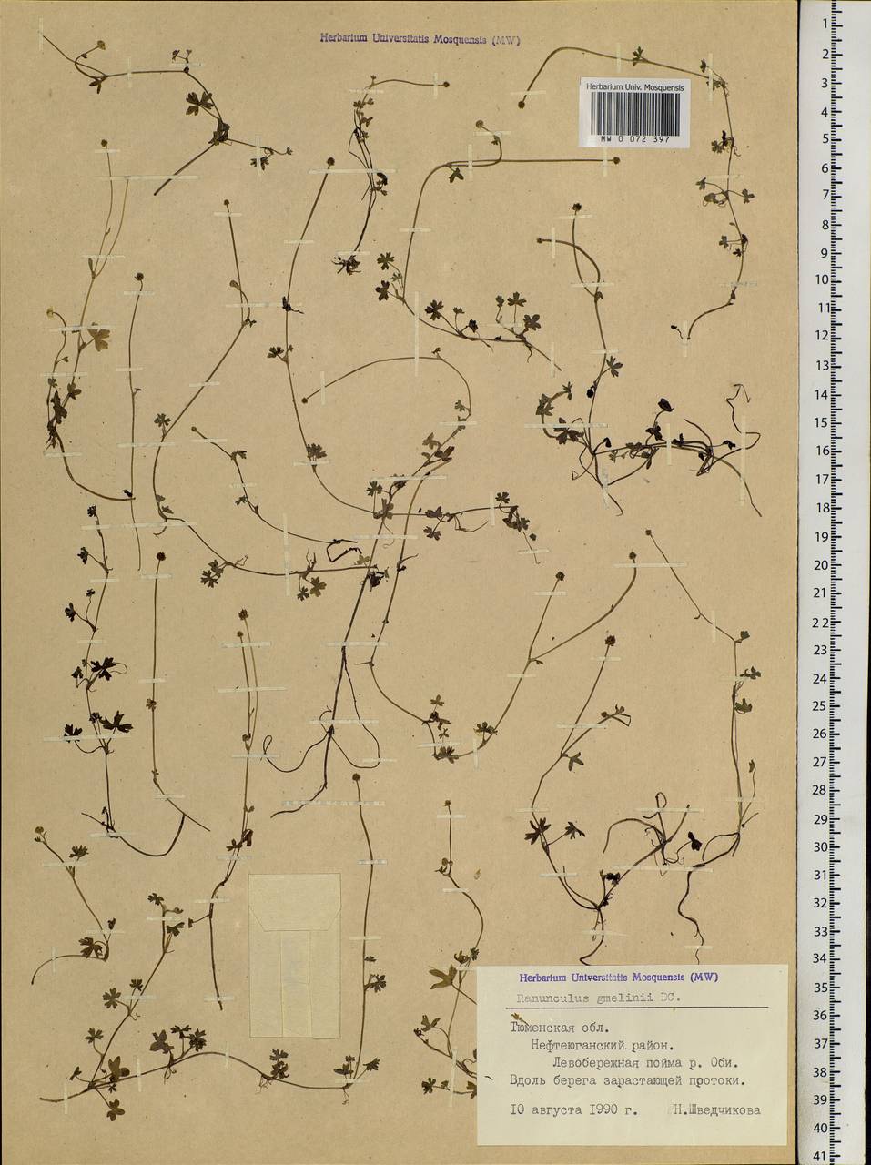Ranunculus gmelinii DC., Siberia, Western Siberia (S1) (Russia)