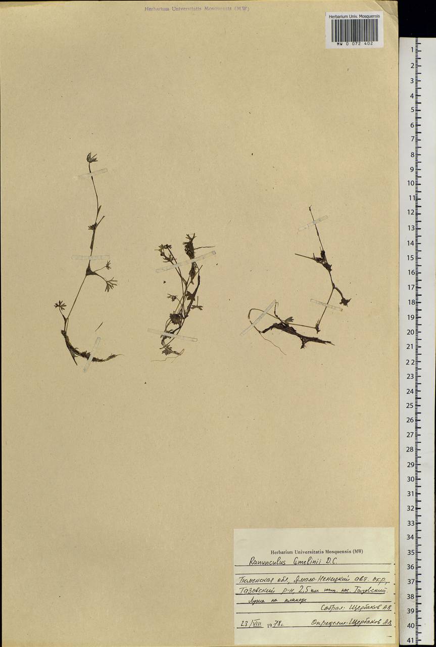 Ranunculus gmelinii DC., Siberia, Western Siberia (S1) (Russia)