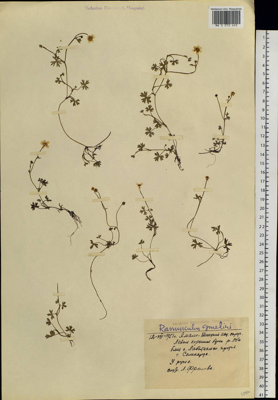 Ranunculus gmelinii DC., Siberia, Western Siberia (S1) (Russia)