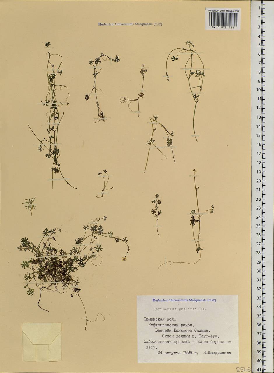 Ranunculus gmelinii DC., Siberia, Western Siberia (S1) (Russia)