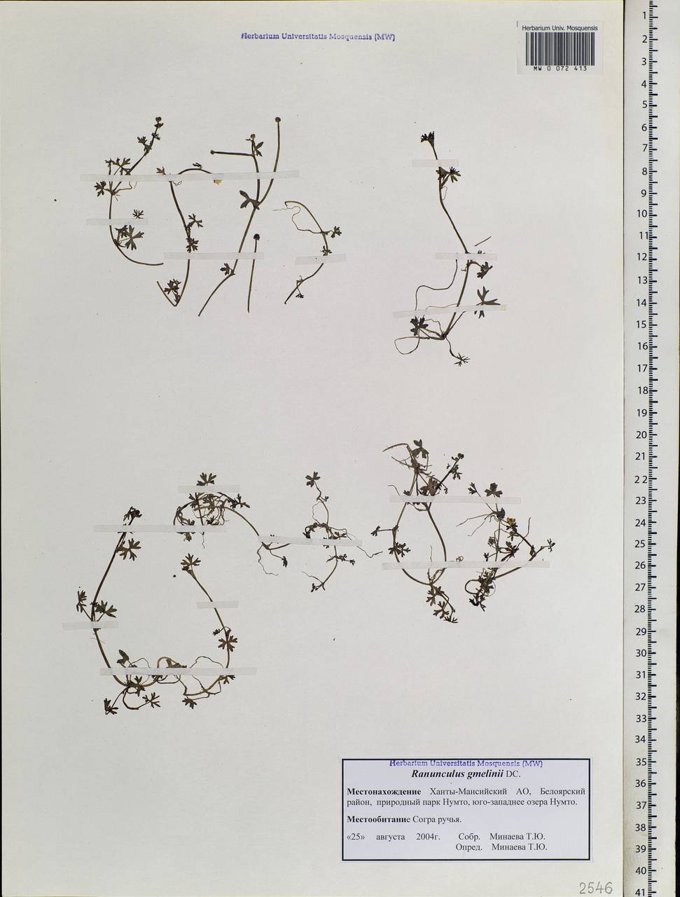 Ranunculus gmelinii DC., Siberia, Western Siberia (S1) (Russia)