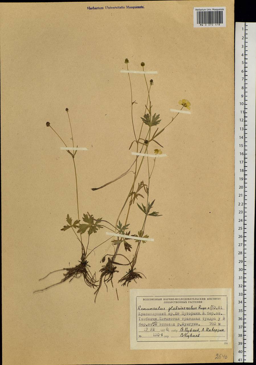 Ranunculus propinquus subsp. glabriusculus (Rupr.) Kuvaev, Siberia, Central Siberia (S3) (Russia)