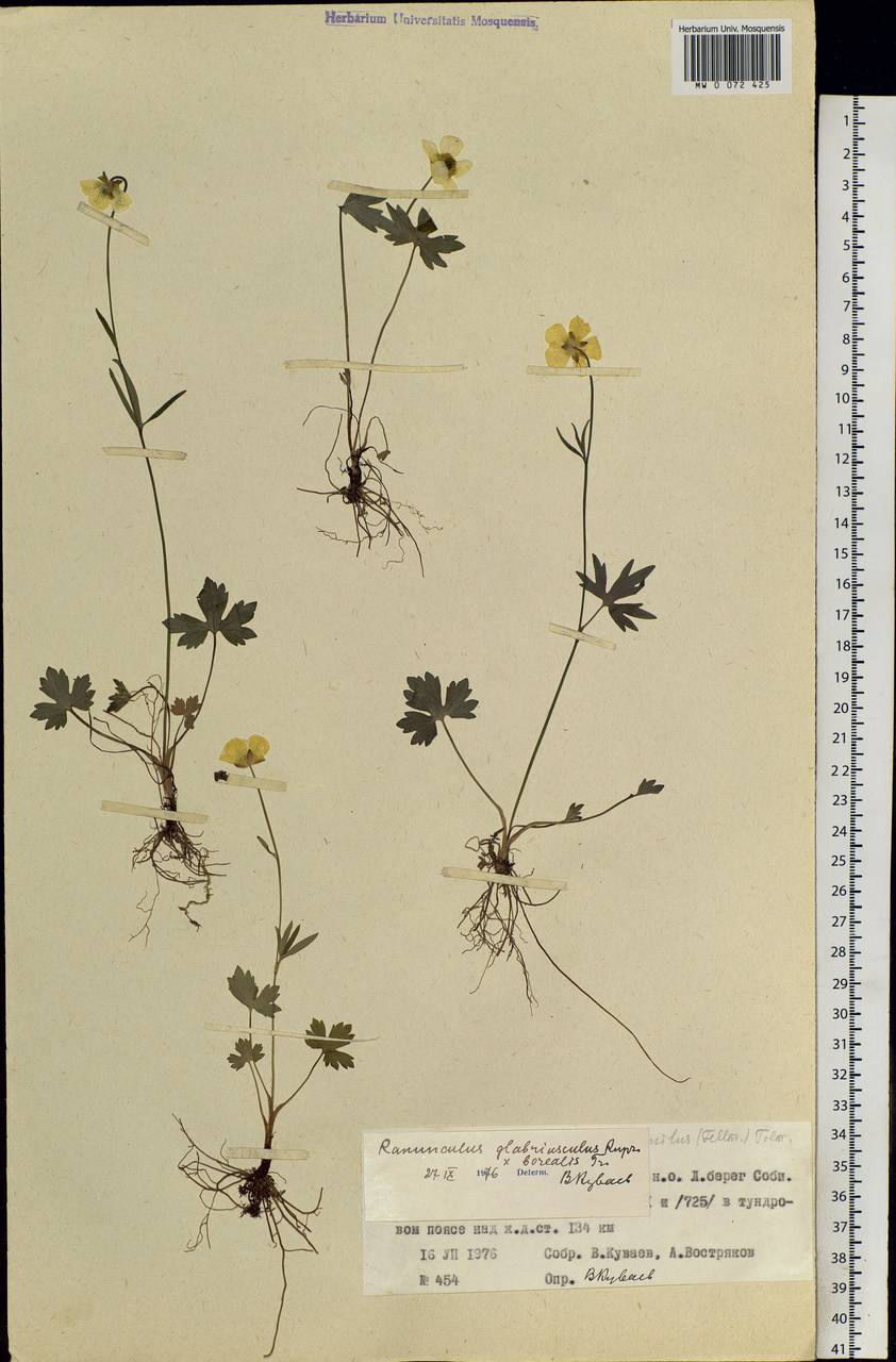Ranunculus propinquus subsp. glabriusculus (Rupr.) Kuvaev, Siberia, Western Siberia (S1) (Russia)