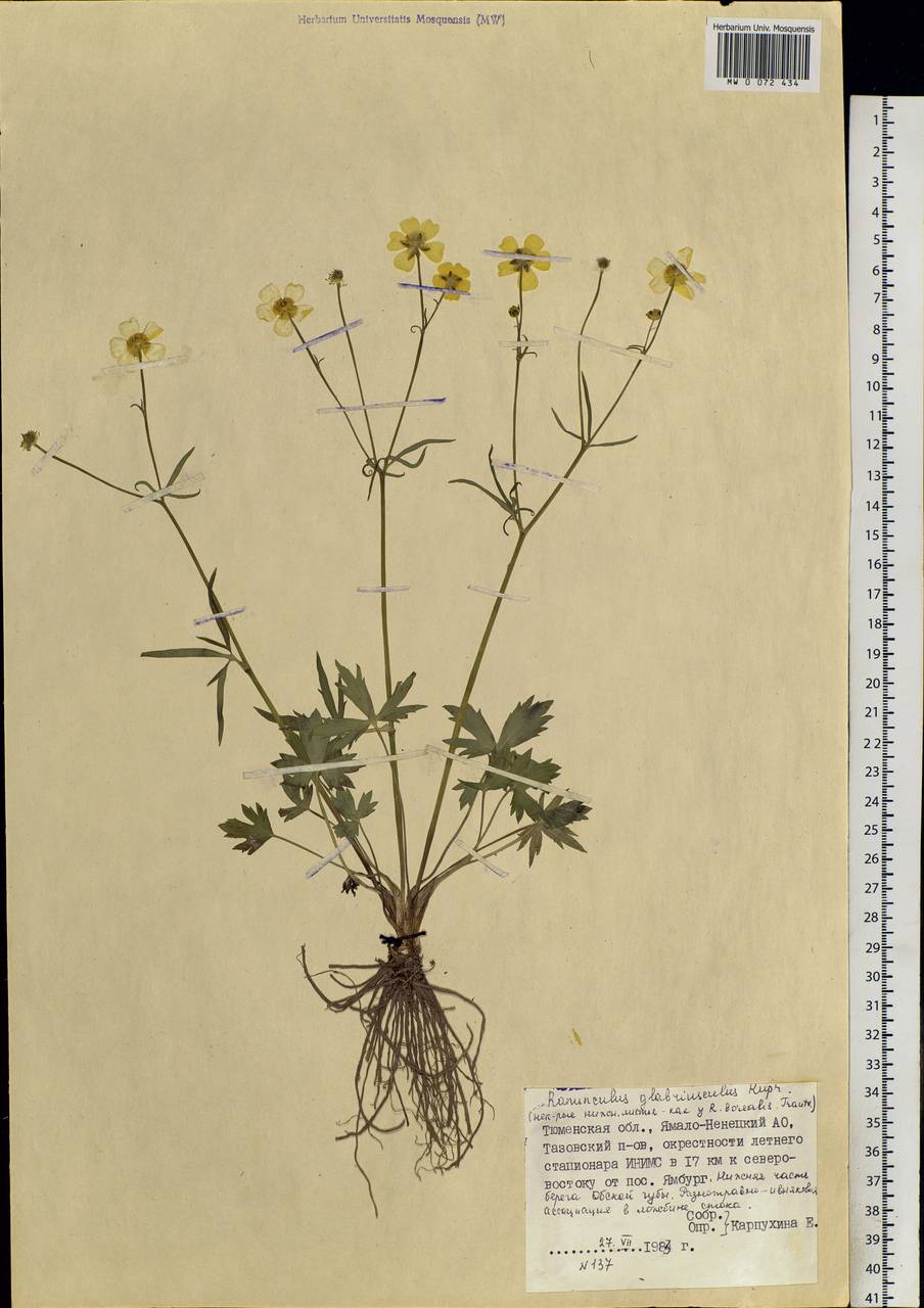 Ranunculus propinquus subsp. glabriusculus (Rupr.) Kuvaev, Siberia, Western Siberia (S1) (Russia)