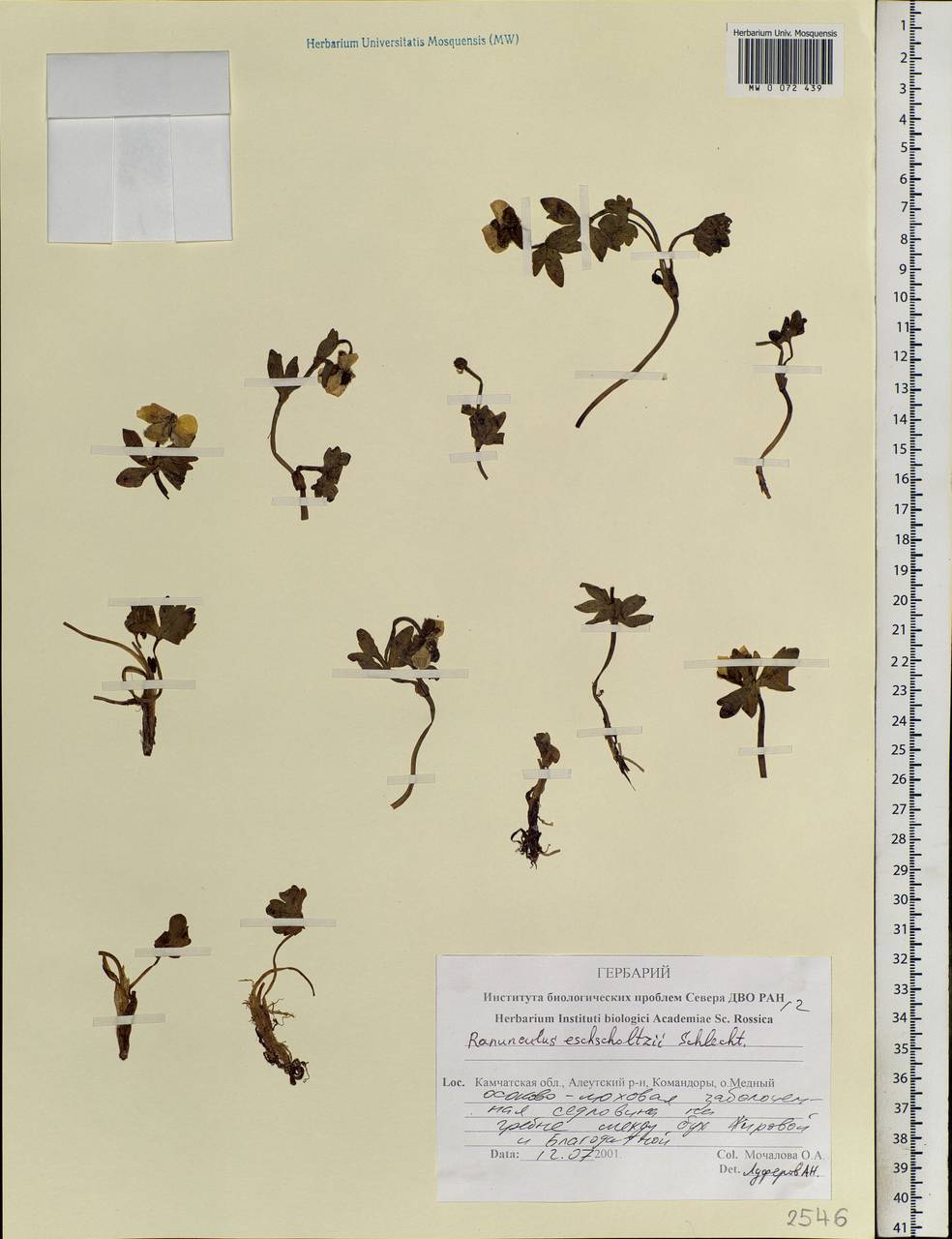 Ranunculus eschscholtzii Schltdl., Siberia, Chukotka & Kamchatka (S7) (Russia)