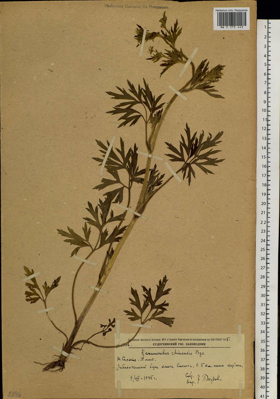 Ranunculus cantoniensis DC., Siberia, Russian Far East (S6) (Russia)