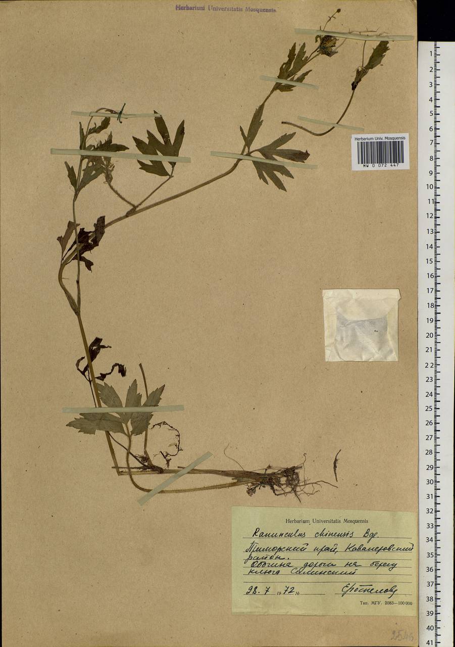 Ranunculus chinensis Bunge, Siberia, Russian Far East (S6) (Russia)