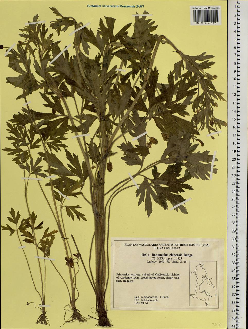 Ranunculus chinensis Bunge, Siberia, Russian Far East (S6) (Russia)