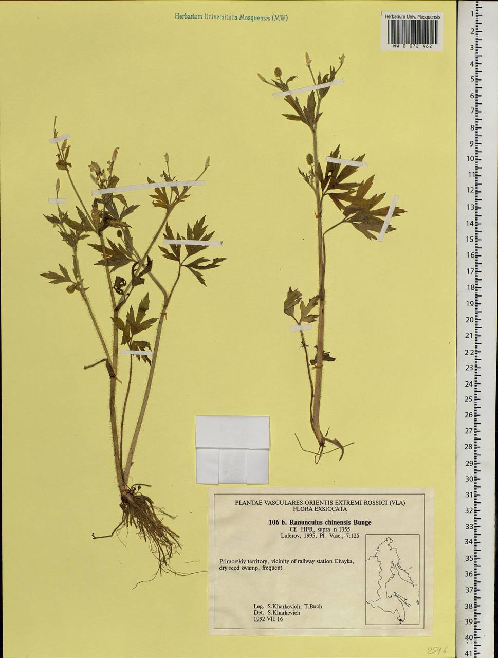 Ranunculus cantoniensis DC., Siberia, Russian Far East (S6) (Russia)