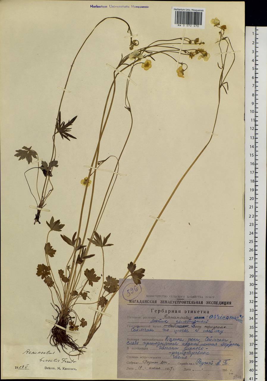 Ranunculus propinquus subsp. subborealis (Tzvelev) Kuvaev, Siberia, Chukotka & Kamchatka (S7) (Russia)