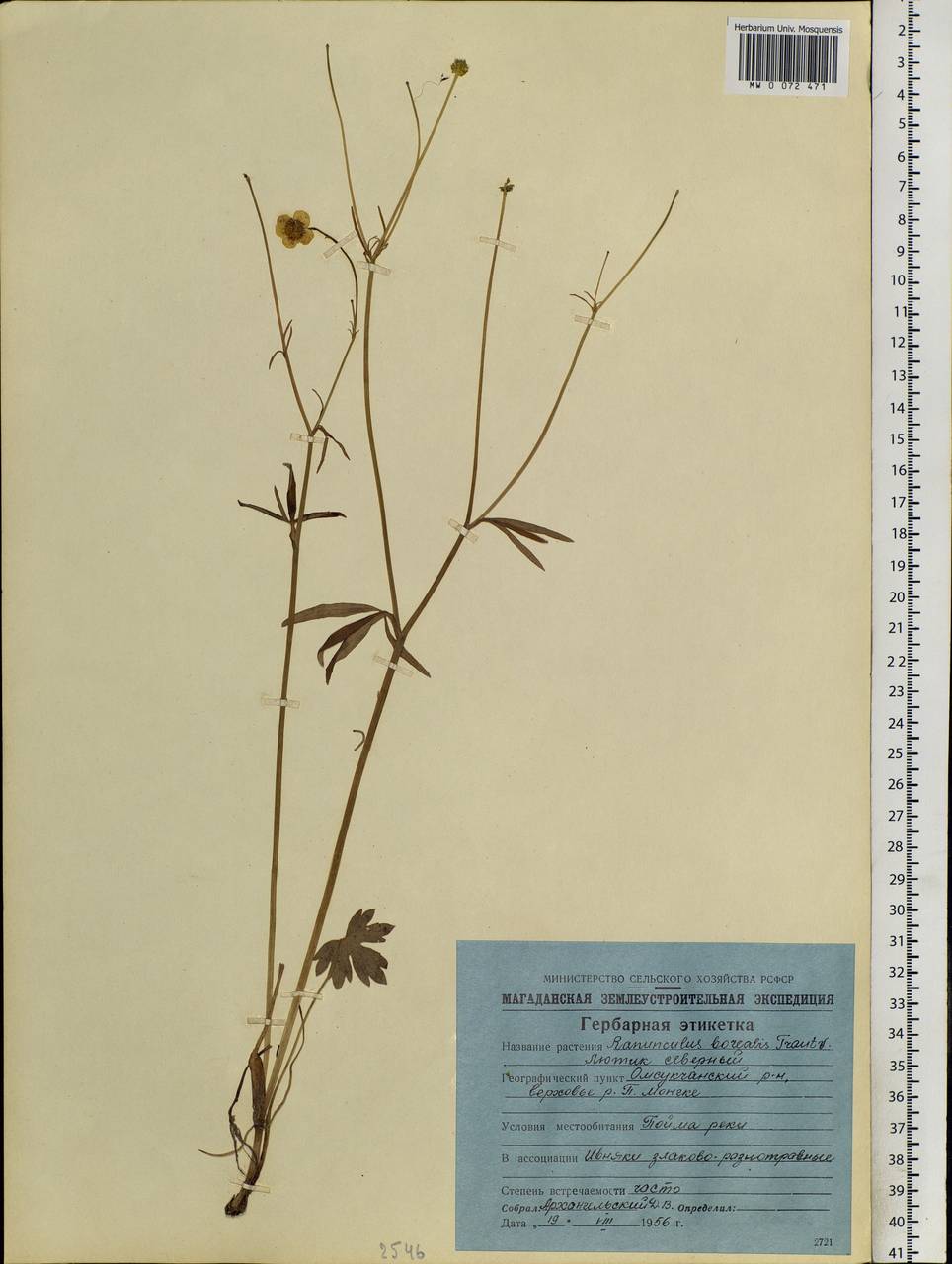 Ranunculus propinquus subsp. subborealis (Tzvelev) Kuvaev, Siberia, Chukotka & Kamchatka (S7) (Russia)