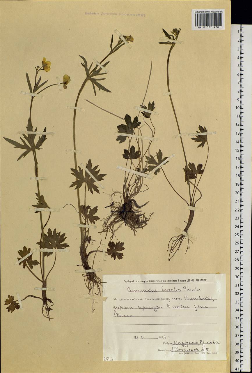 Ranunculus propinquus subsp. subborealis (Tzvelev) Kuvaev, Siberia, Chukotka & Kamchatka (S7) (Russia)