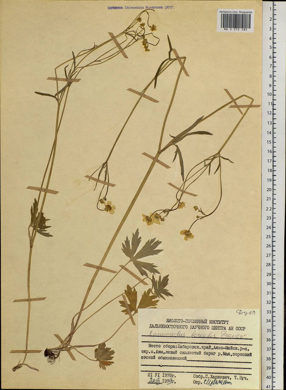 Ranunculus propinquus subsp. subborealis (Tzvelev) Kuvaev, Siberia, Russian Far East (S6) (Russia)