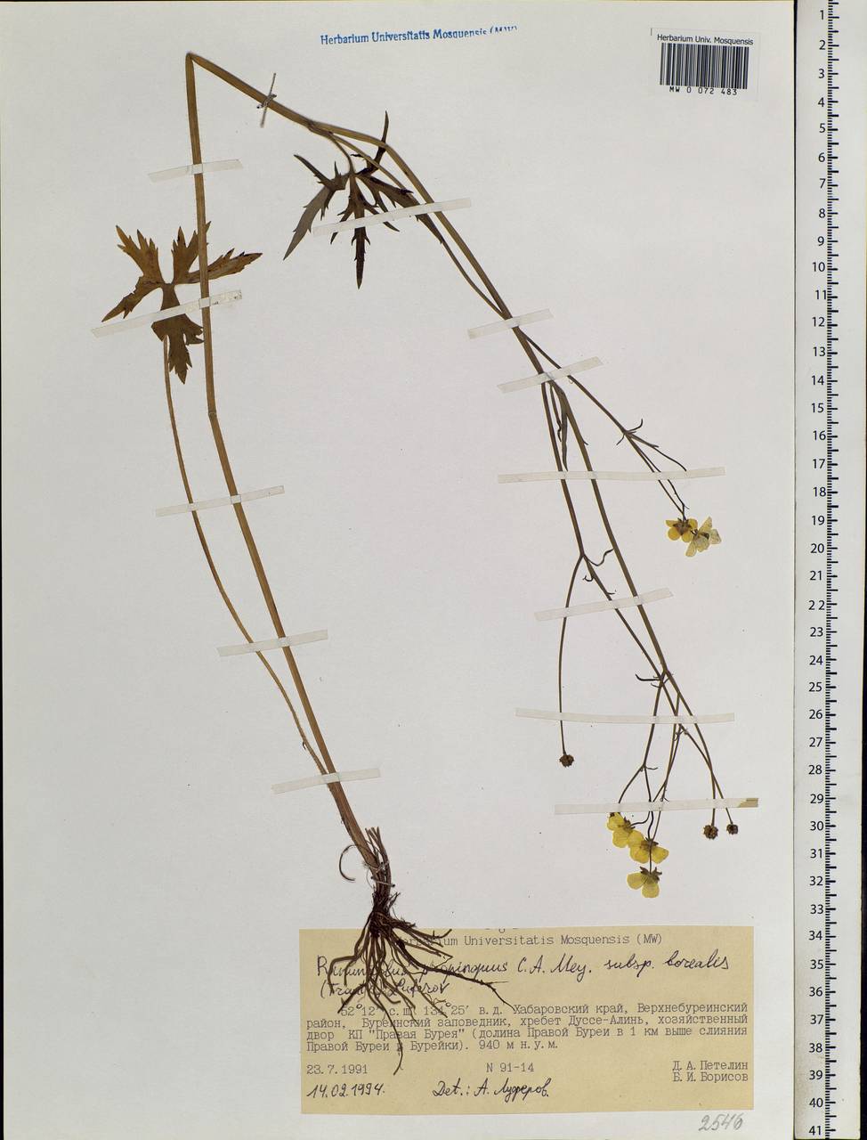 Ranunculus propinquus subsp. subborealis (Tzvelev) Kuvaev, Siberia, Russian Far East (S6) (Russia)