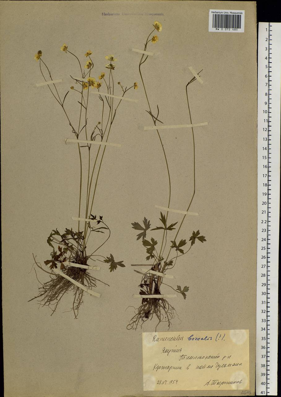 Ranunculus propinquus subsp. subborealis (Tzvelev) Kuvaev, Siberia, Yakutia (S5) (Russia)