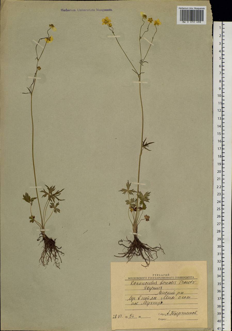 Ranunculus propinquus subsp. subborealis (Tzvelev) Kuvaev, Siberia, Yakutia (S5) (Russia)