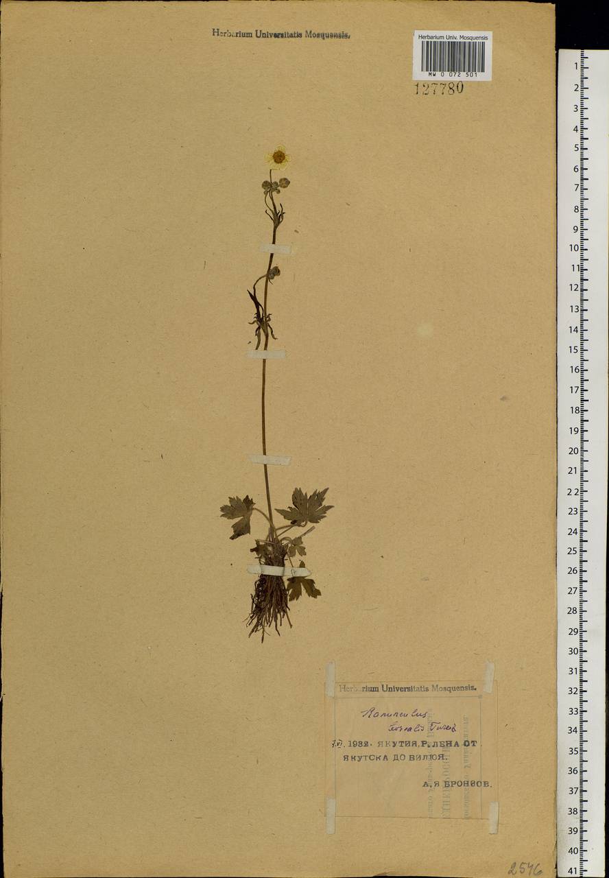 Ranunculus propinquus subsp. subborealis (Tzvelev) Kuvaev, Siberia, Yakutia (S5) (Russia)