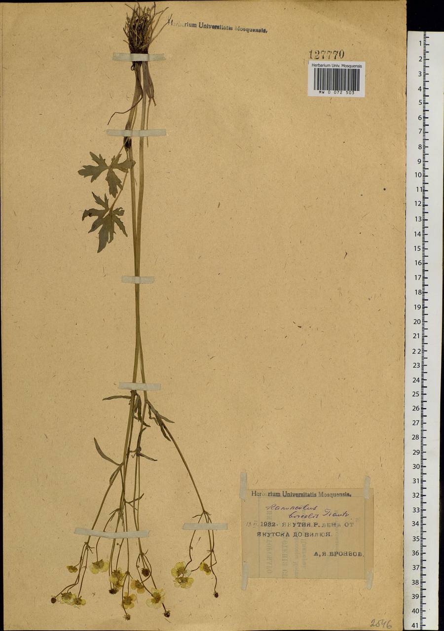 Ranunculus propinquus subsp. subborealis (Tzvelev) Kuvaev, Siberia, Yakutia (S5) (Russia)