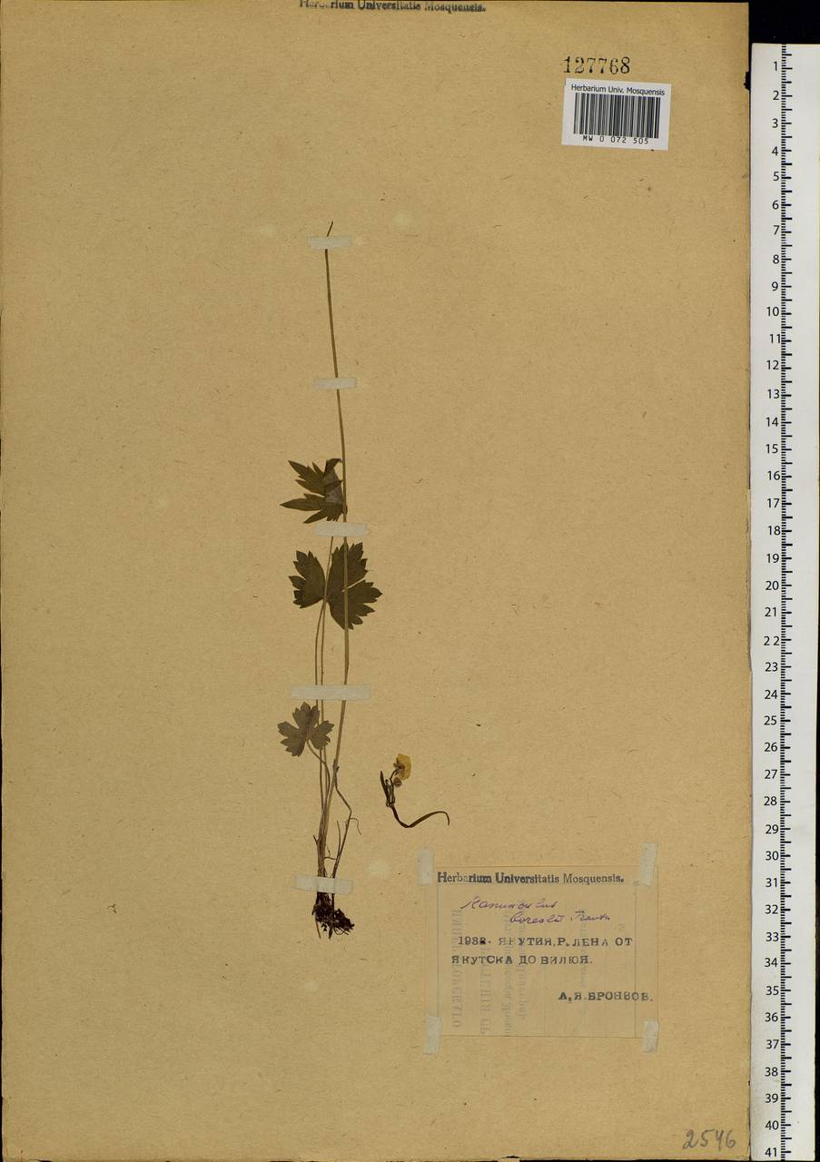 Ranunculus propinquus subsp. subborealis (Tzvelev) Kuvaev, Siberia, Yakutia (S5) (Russia)