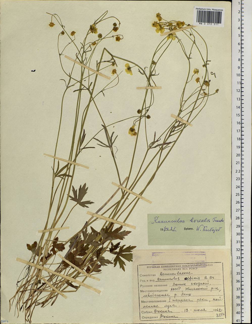 Ranunculus propinquus subsp. subborealis (Tzvelev) Kuvaev, Siberia, Yakutia (S5) (Russia)