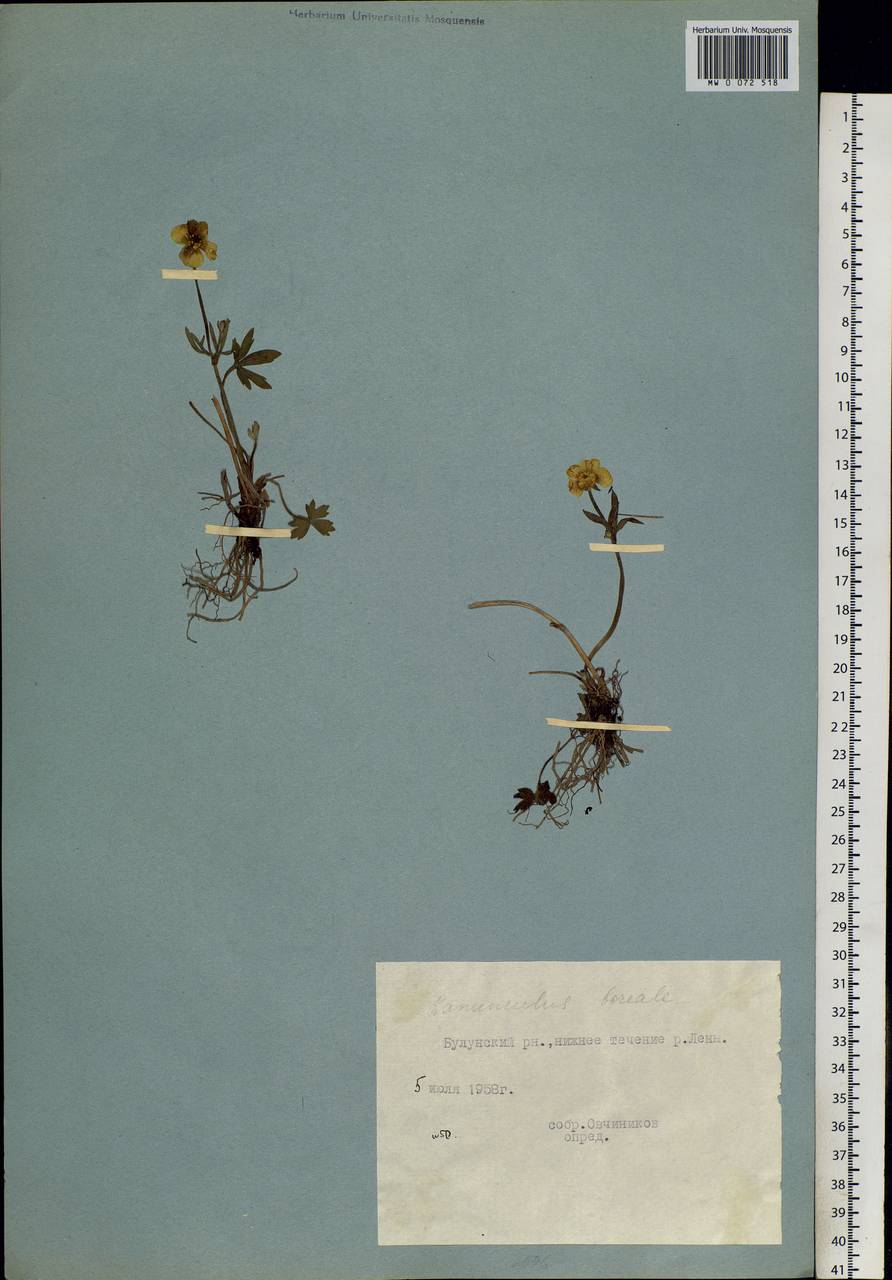 Ranunculus propinquus subsp. subborealis (Tzvelev) Kuvaev, Siberia, Yakutia (S5) (Russia)