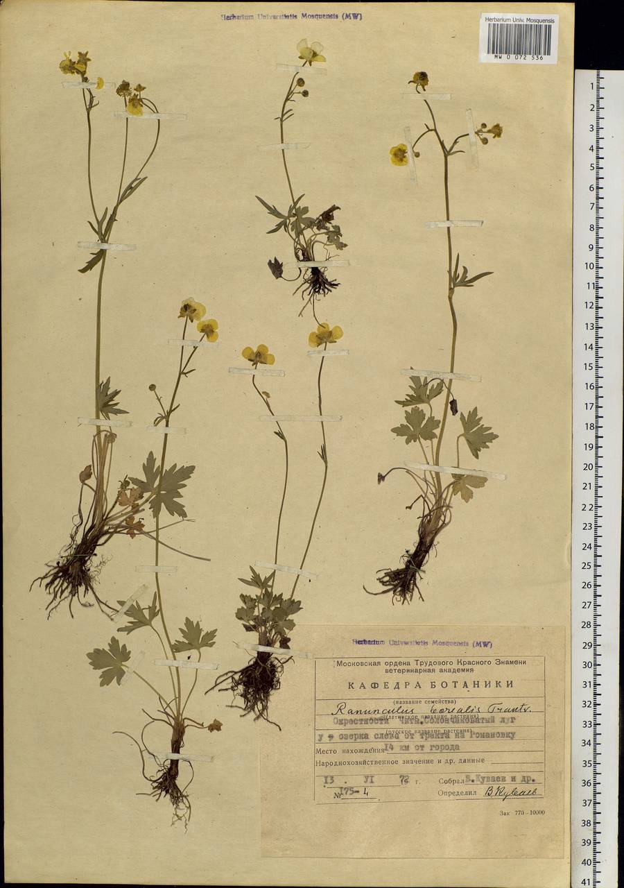 Ranunculus propinquus subsp. subborealis (Tzvelev) Kuvaev, Siberia, Baikal & Transbaikal region (S4) (Russia)