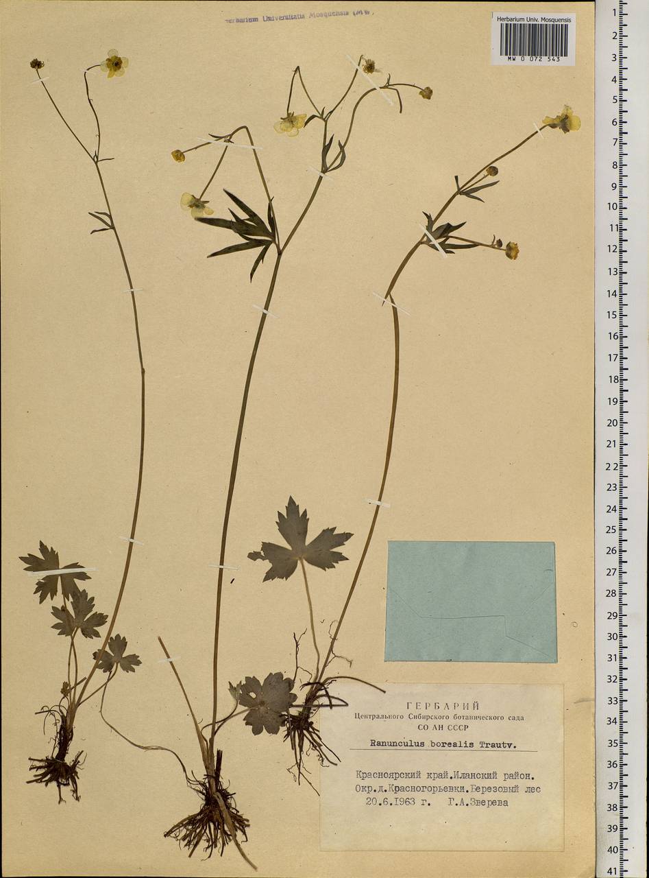 Ranunculus propinquus subsp. subborealis (Tzvelev) Kuvaev, Siberia, Central Siberia (S3) (Russia)