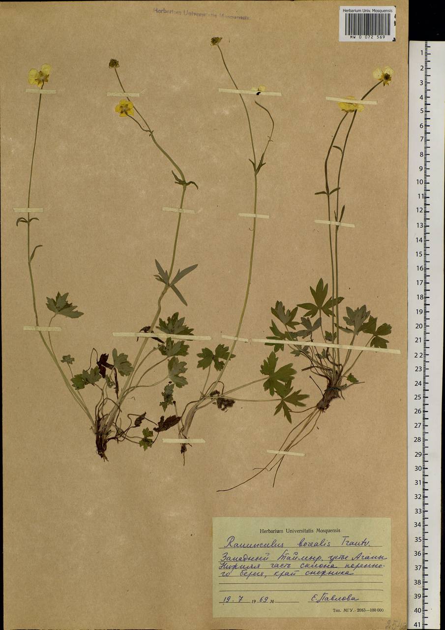 Ranunculus propinquus subsp. subborealis (Tzvelev) Kuvaev, Siberia, Central Siberia (S3) (Russia)