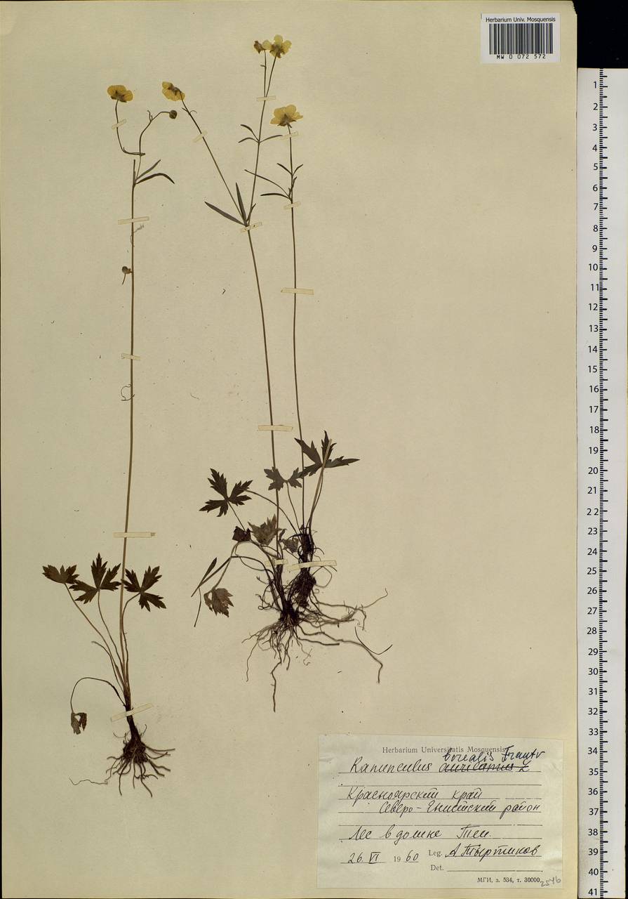 Ranunculus propinquus subsp. subborealis (Tzvelev) Kuvaev, Siberia, Central Siberia (S3) (Russia)