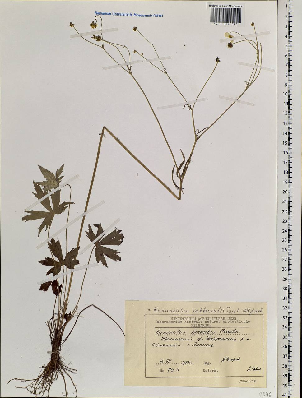 Ranunculus propinquus subsp. subborealis (Tzvelev) Kuvaev, Siberia, Central Siberia (S3) (Russia)