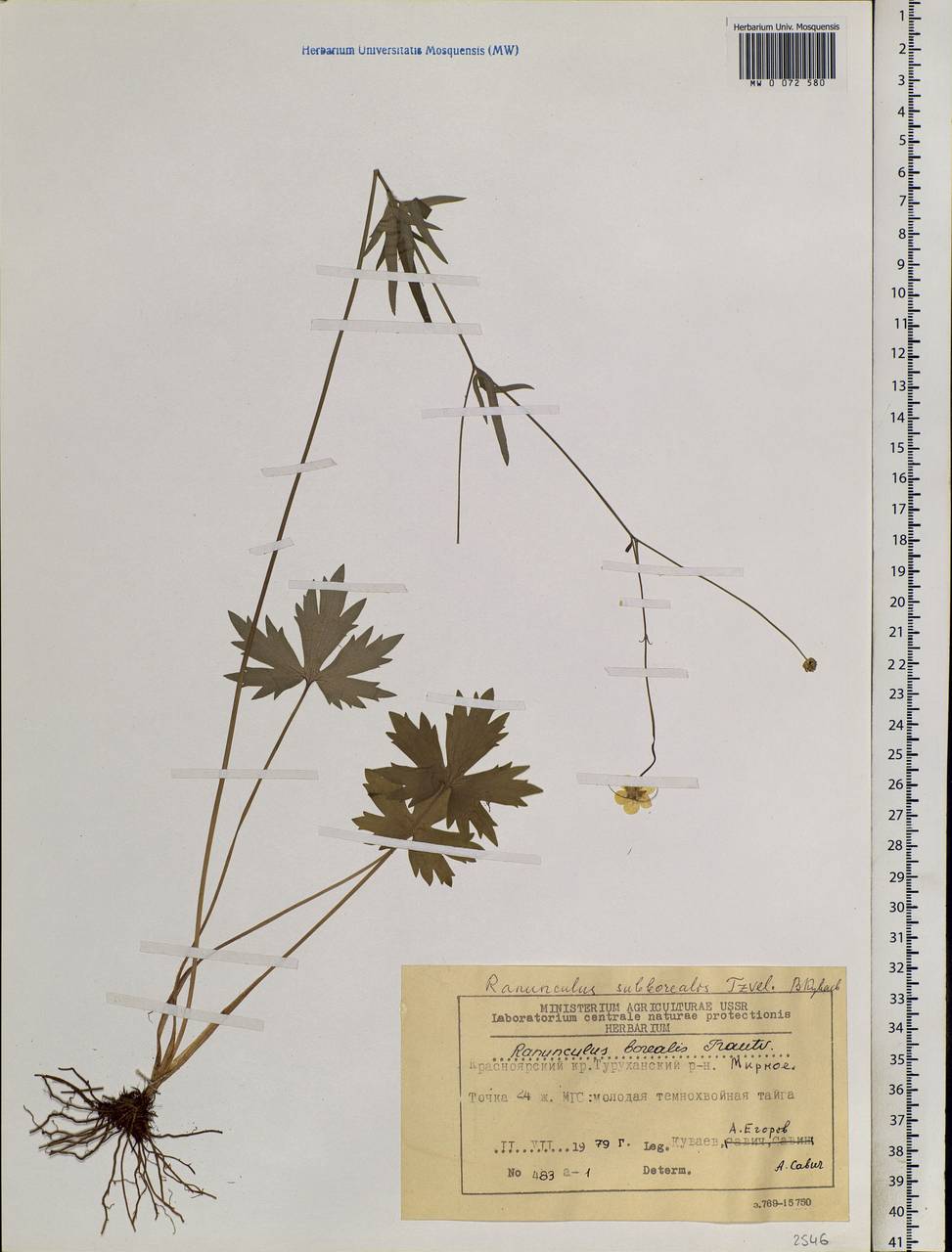 Ranunculus propinquus subsp. subborealis (Tzvelev) Kuvaev, Siberia, Central Siberia (S3) (Russia)