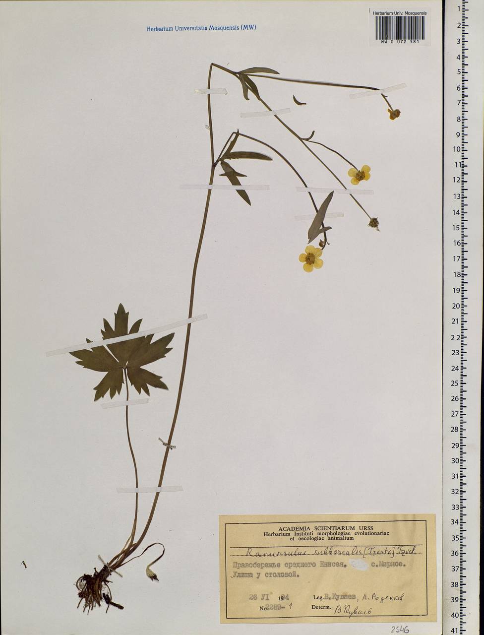 Ranunculus propinquus subsp. subborealis (Tzvelev) Kuvaev, Siberia, Central Siberia (S3) (Russia)