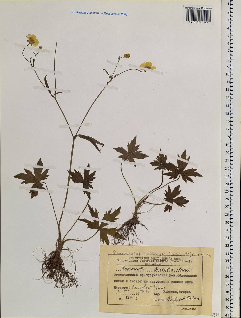 Ranunculus propinquus subsp. subborealis (Tzvelev) Kuvaev, Siberia, Central Siberia (S3) (Russia)