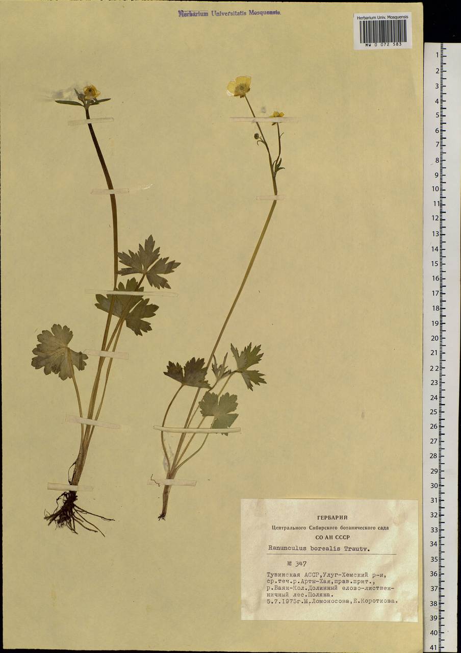 Ranunculus propinquus subsp. subborealis (Tzvelev) Kuvaev, Siberia, Altai & Sayany Mountains (S2) (Russia)