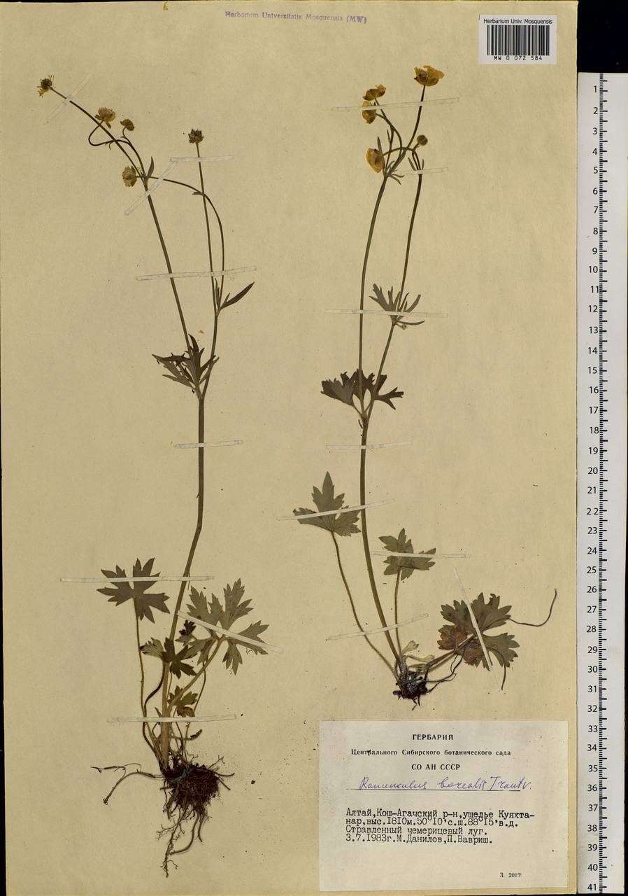 Ranunculus propinquus subsp. subborealis (Tzvelev) Kuvaev, Siberia, Altai & Sayany Mountains (S2) (Russia)