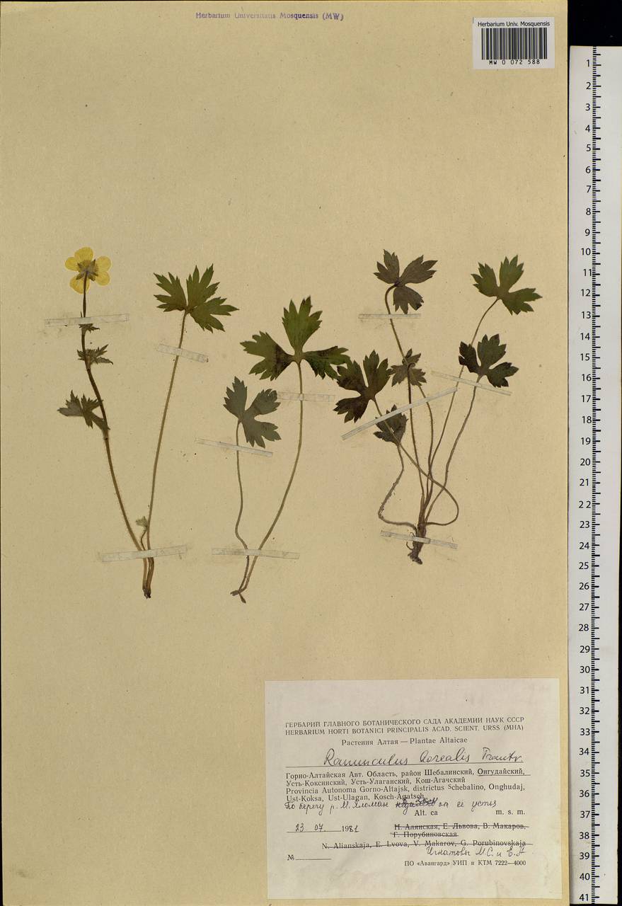 Ranunculus propinquus subsp. subborealis (Tzvelev) Kuvaev, Siberia, Altai & Sayany Mountains (S2) (Russia)