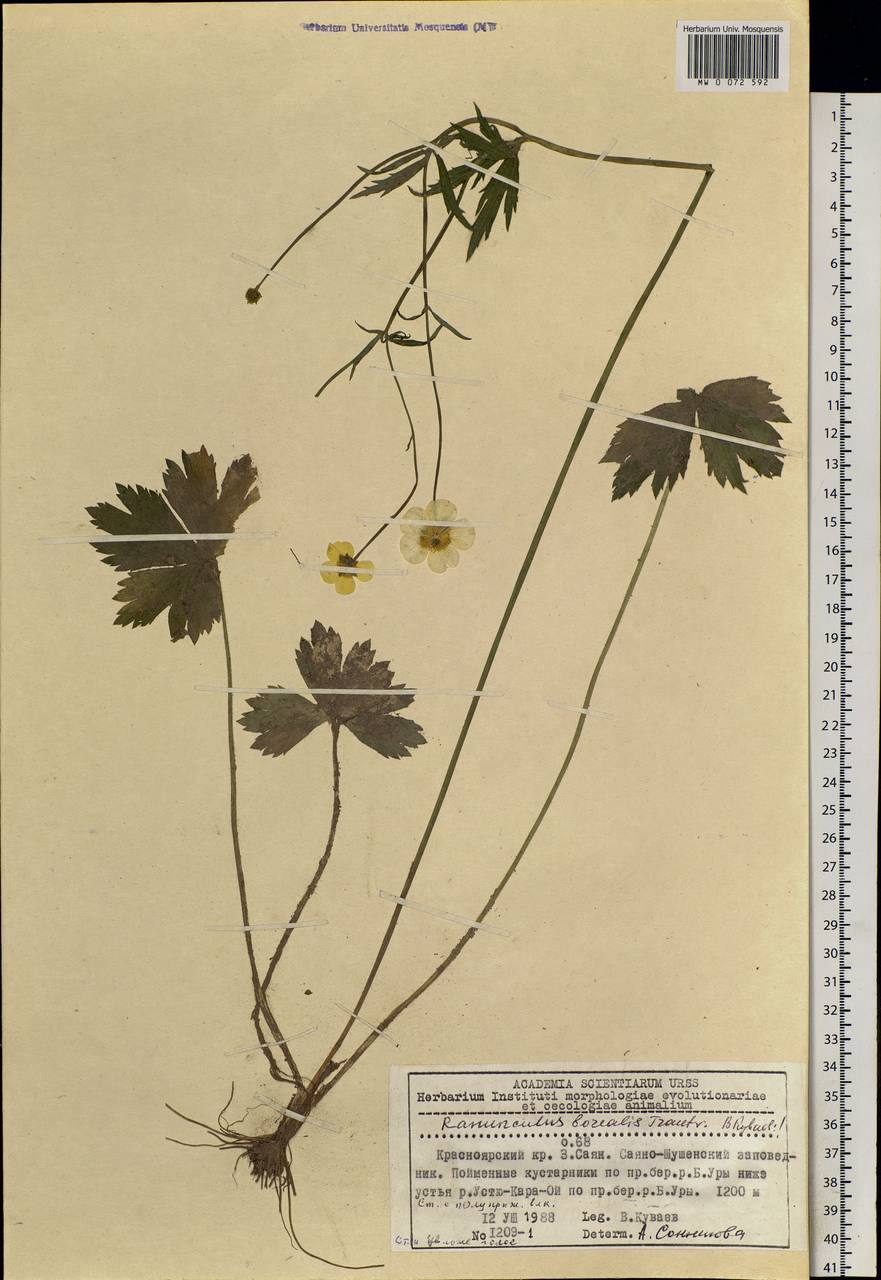 Ranunculus propinquus subsp. subborealis (Tzvelev) Kuvaev, Siberia, Altai & Sayany Mountains (S2) (Russia)