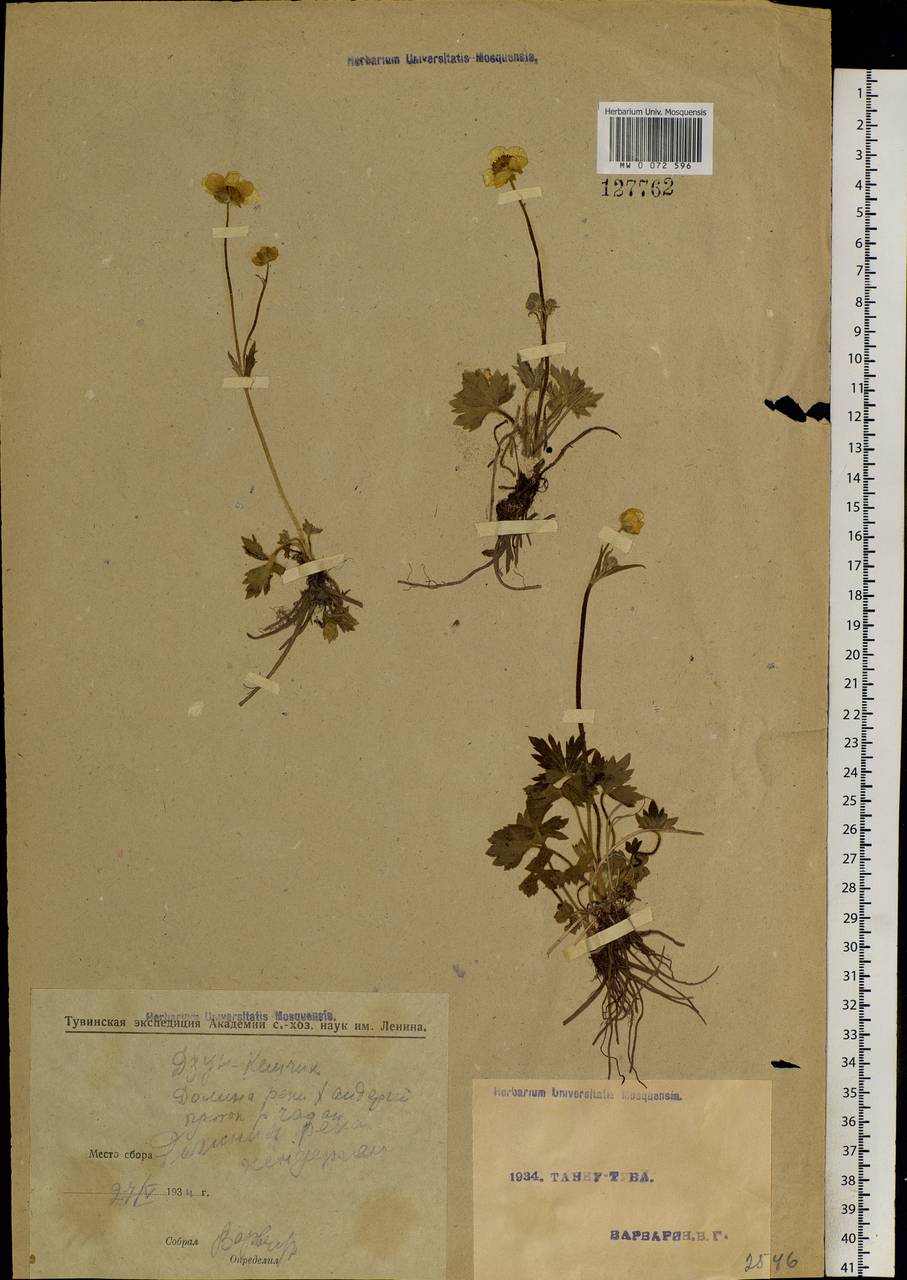 Ranunculus propinquus subsp. subborealis (Tzvelev) Kuvaev, Siberia, Altai & Sayany Mountains (S2) (Russia)