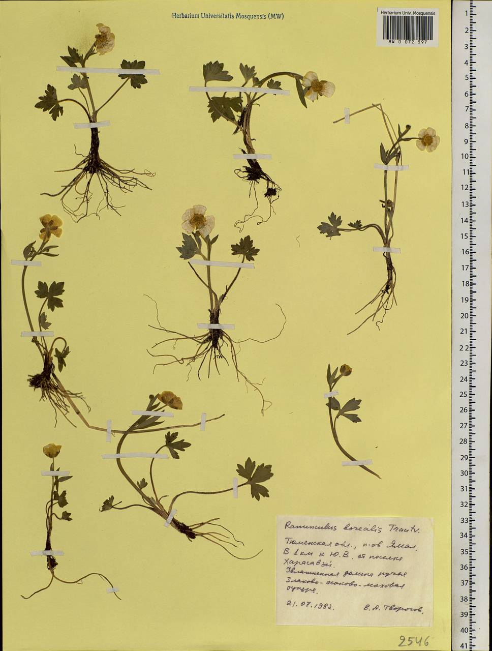 Ranunculus propinquus subsp. subborealis (Tzvelev) Kuvaev, Siberia, Western Siberia (S1) (Russia)