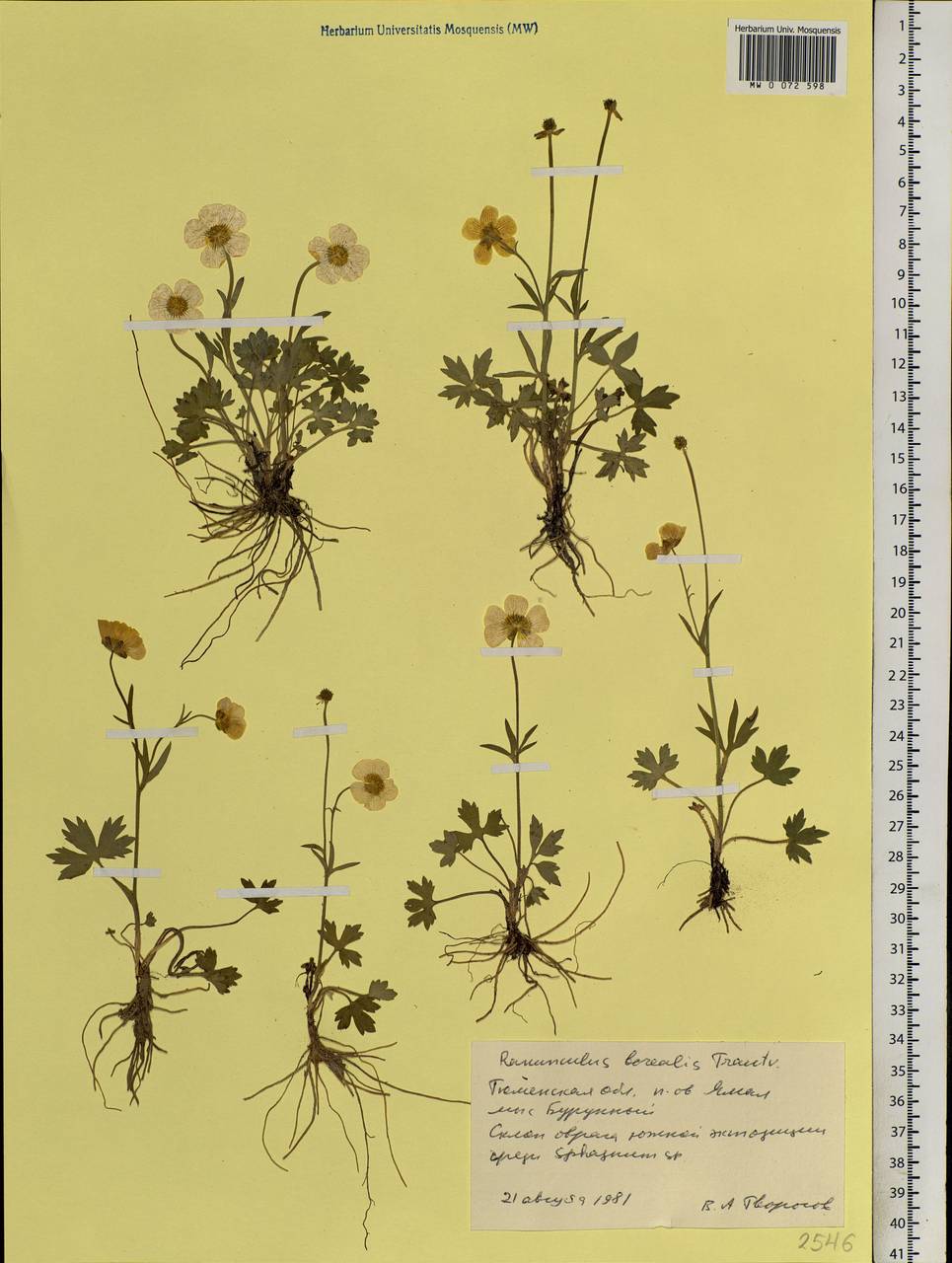 Ranunculus propinquus subsp. subborealis (Tzvelev) Kuvaev, Siberia, Western Siberia (S1) (Russia)